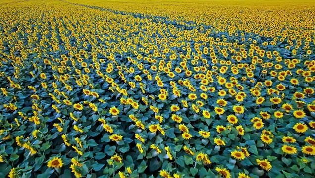 Healing music for the heart and blood vessels Delicate music that calms the nervous system