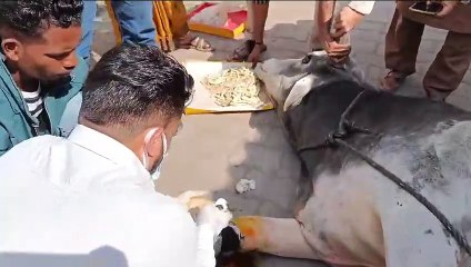 गौ सेवकों ने कराया घायल बैल का इलाज