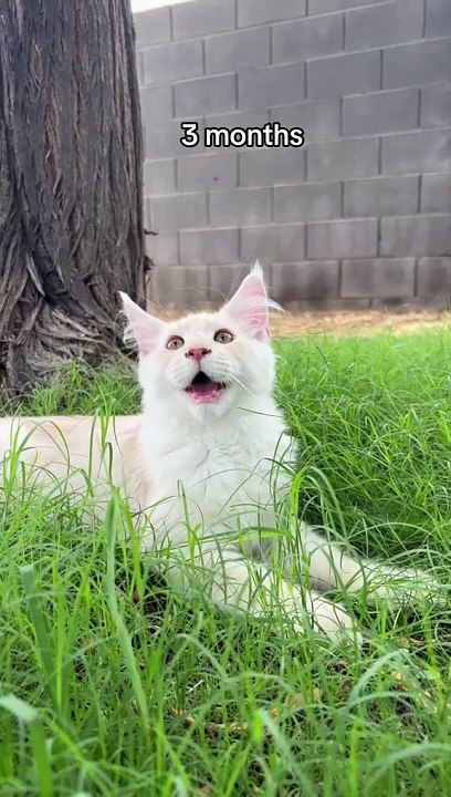 pusa 60 seconds