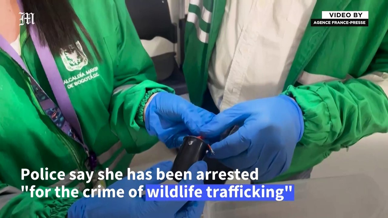 Poisonous frogs seized at Bogota airport