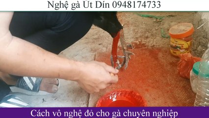 Cách vào nghệ đỏ cho gà chọi từ A đến Z