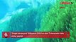 'Doğal akvaryum’ Gökpınar Gölü'ne eksi 7 derecede irtifa dalışı