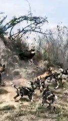 Vulture Surrounded By Wild Dogs