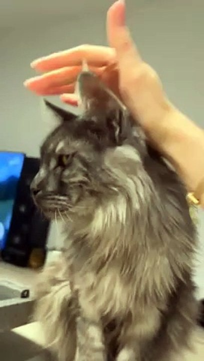 Beautiful young cat