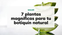 7 plantas magníficas para tu botiquín natural