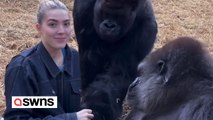 Frau verwöhnt Gorillapaar, das sie bereits seit ihrer Geburt kennt, mit Leckereien