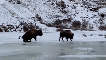 Bison slips and skates on ice at Yellowstone National Park