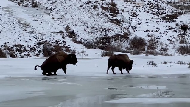 Bison slips and skates on ice at Yellowstone National Park