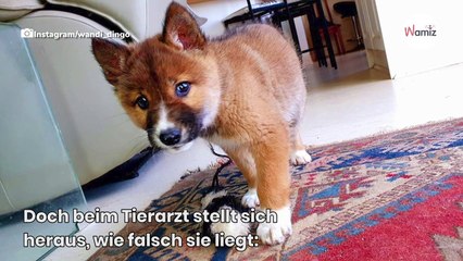 Raubvogel lässt Welpen in den Garten fallen: Erst der DNA-Test bringt die Wahrheit ans Licht