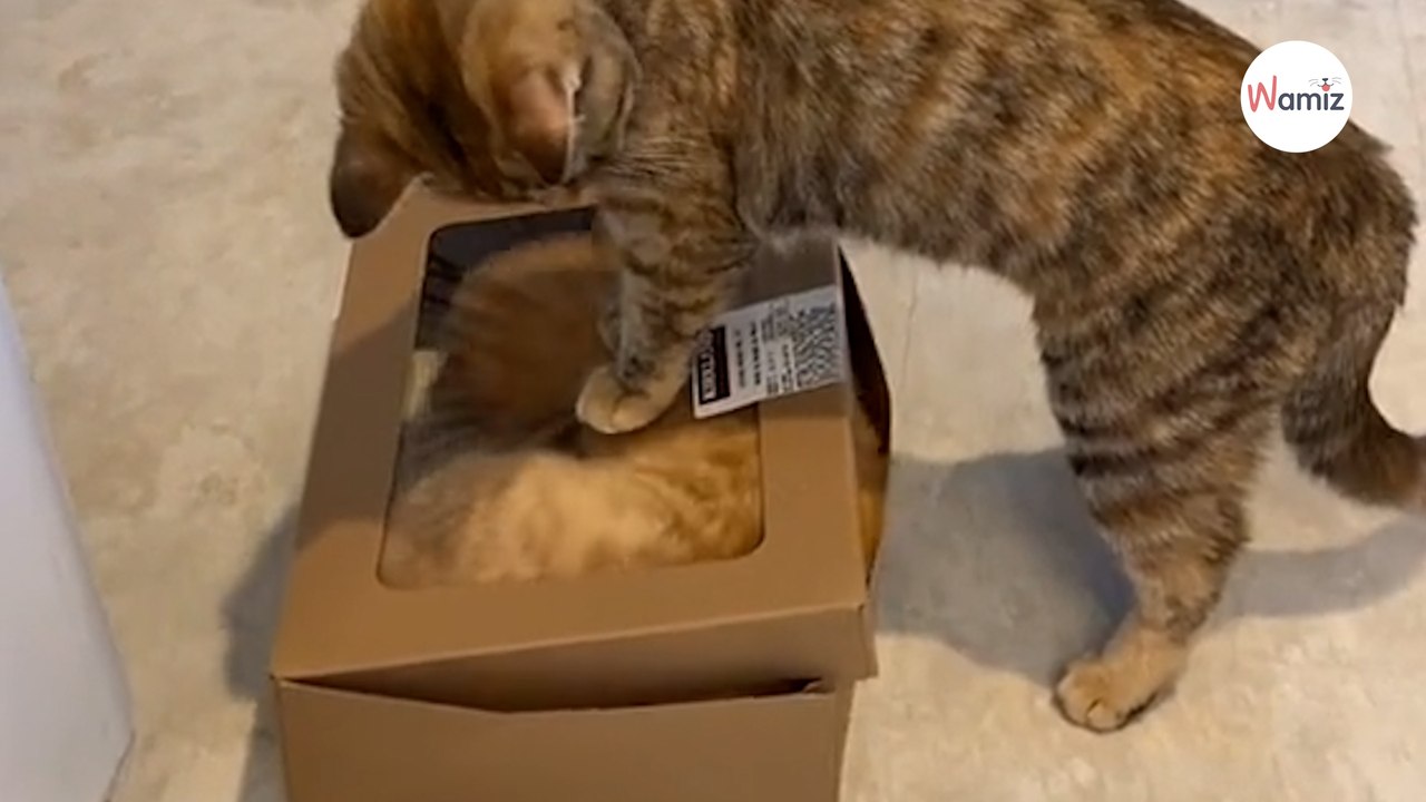 Katze merkt, wer ihr Futter weg gefressen hat: Die Antwort nicht knallhart (Video)