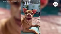Frau adoptiert den hässlichsten Hund im Tierheim, doch mit dem Ende hat sie nicht gerechnet (Video)