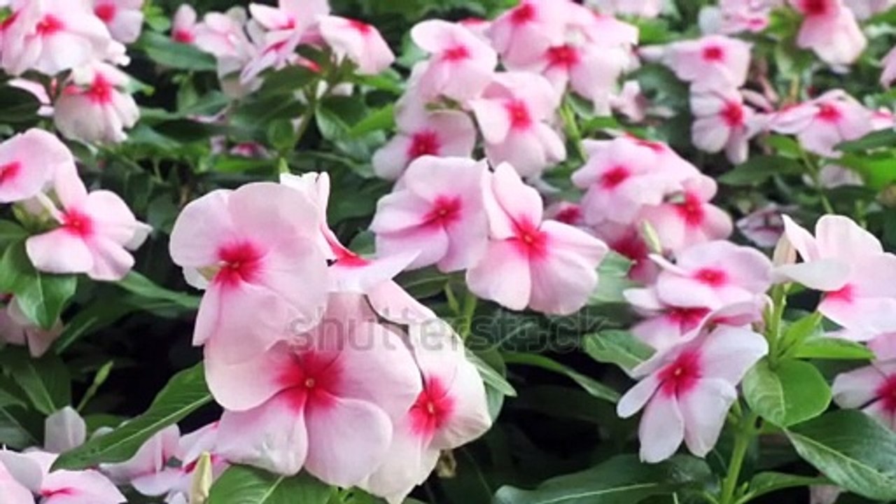 Vinca flower