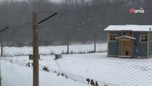 Para ayudar a 158 gatos a -27°C, un refugio intenta todo lo posible (Vídeo)