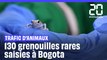 Bogota : Une Brésilienne arrêtée pour trafic de 130 grenouilles venimeuses en voie de disparition