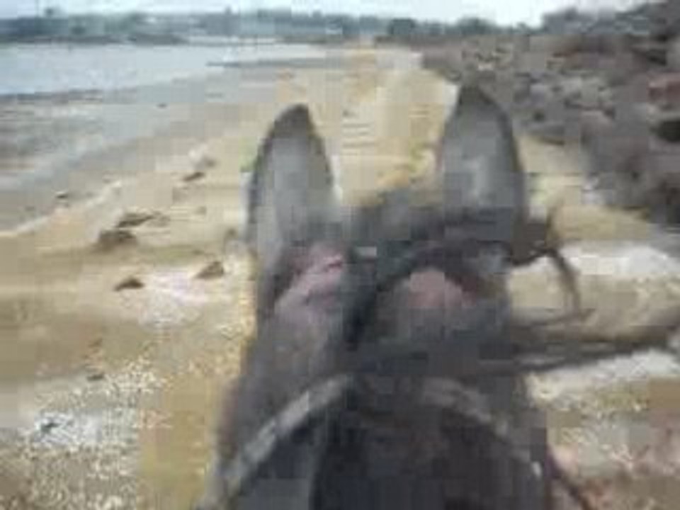 onyx et mOii a la plage