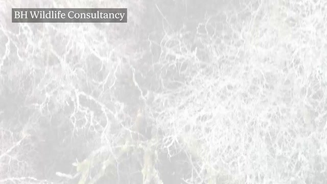 Drone operator tracks down monkey on the loose in Scotland