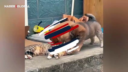 Yavru köpekler tarafından ilgi komasına sokulan kedi sevgiden böyle bezdi