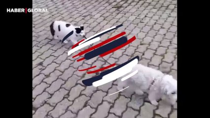 Köpeği tasma ile gezdiren kedi şaşırttı