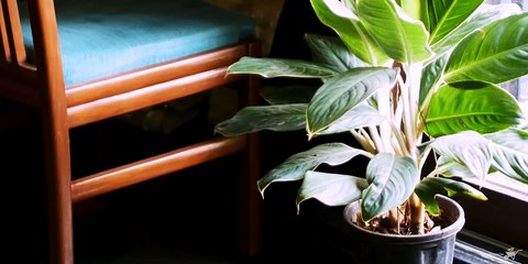 Discover Ultimate Indoor Succulent Plants – MyBageecha's Greenery Solutions