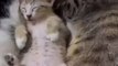 cute cats fighting while the baby is sleeping | cute kitten