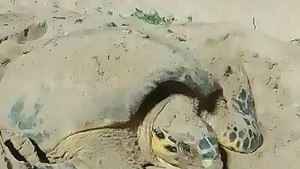 Desova de tartaruga de pente é registrada na Praia de Cruz das Almas, em Maceió, nesta terça (30)