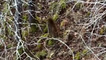 Escaped monkey spotted roaming Scottish Highlands in drone footage