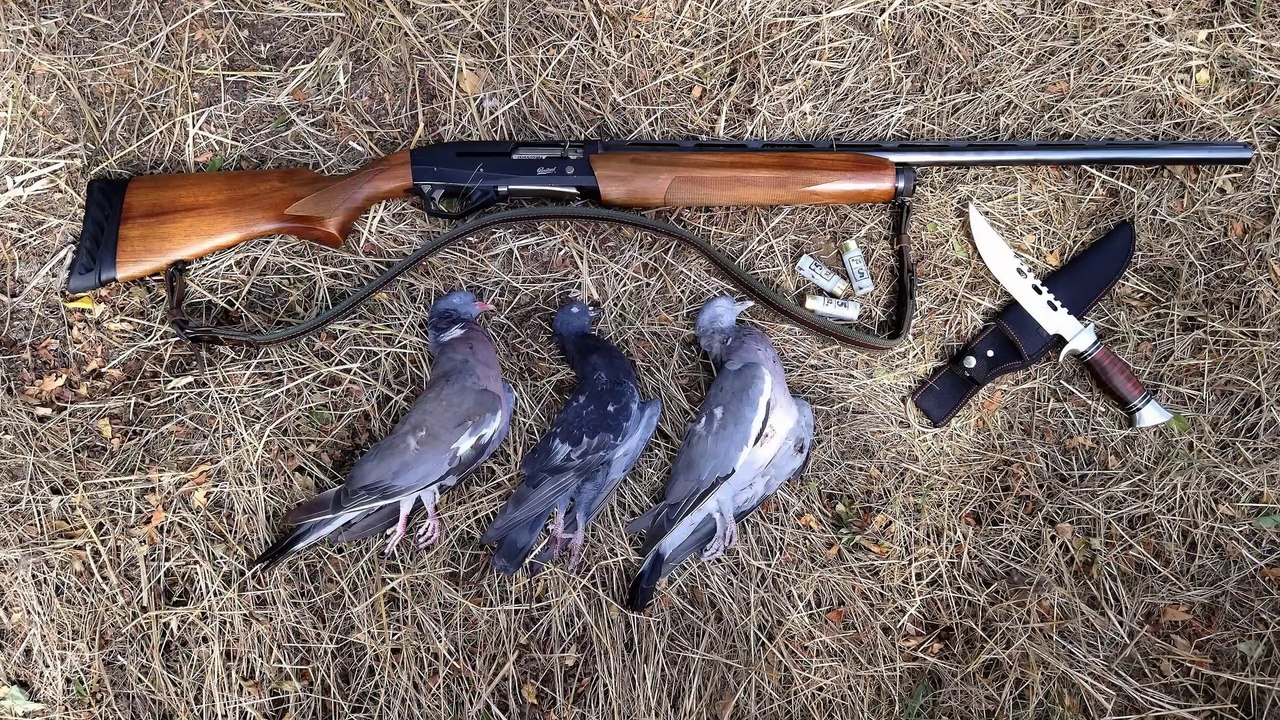 Hunting of Wild Pigeon Bulgaria (Part-1)