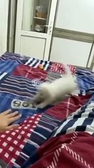 The Ultimate Cat Comedy Compilation  #Cat #Funny #Shorts