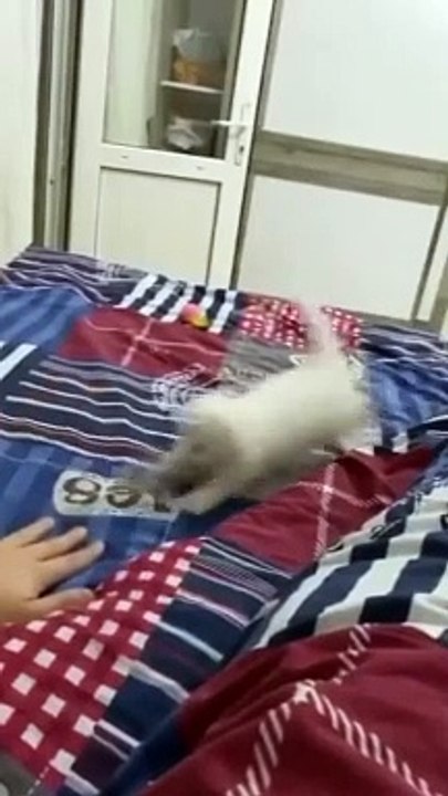 The Ultimate Cat Comedy Compilation  #Cat #Funny #Shorts