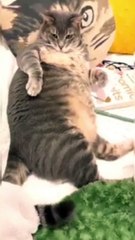 The Ultimate Cat Comedy Compilation  #Cat #Funny #Shorts