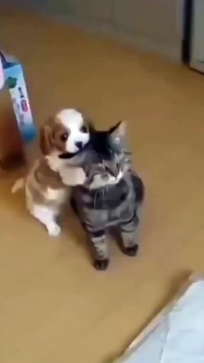 Ultimate Try Not to Laugh Challenge: Hilarious Dogs Edition!   #Funny  #Dog #Shorts