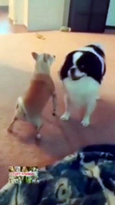 Ultimate Try Not to Laugh Challenge: Hilarious Dogs Edition!   #Funny  #Dog #Shorts