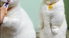 Give_Me____#catsloversworlds_#catstagram_#catsoftiktok_#catsofinstagram_#catsloversworld_#catsofinsta_#catsound_#cats_#catsofig_#catlover_#catlife_#