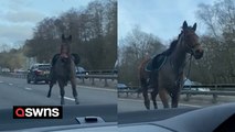 Baffled motorist spots HORSE charging down dual carriageway - in wrong direction