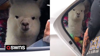 Tourists in Peru spot alpaca commuting in a taxi