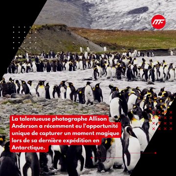 Un Moment Adorable Capturé : Sieste d'un Petit Manchot Papou en Antarctique par la Photographe Allison Anderson