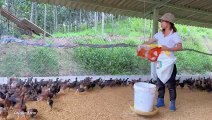 Chicken farm how to take care of 32-day-old chicks, my daily work