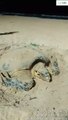 Tartaruga pente desova na praia de Cruz das Almas, em Maceió
