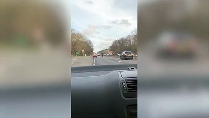 Unexpected Encounter: Horse Spotted Running on Motorway 🐴