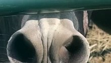 Beautiful and cute donkey voice