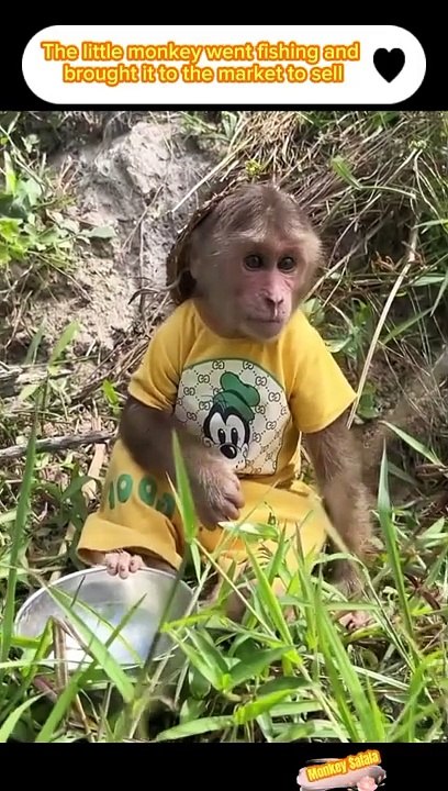 Fishing by monkey