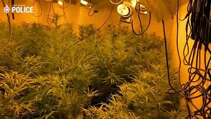 Police conducted warrants which took over £5.4million worth of cannabis off the streets