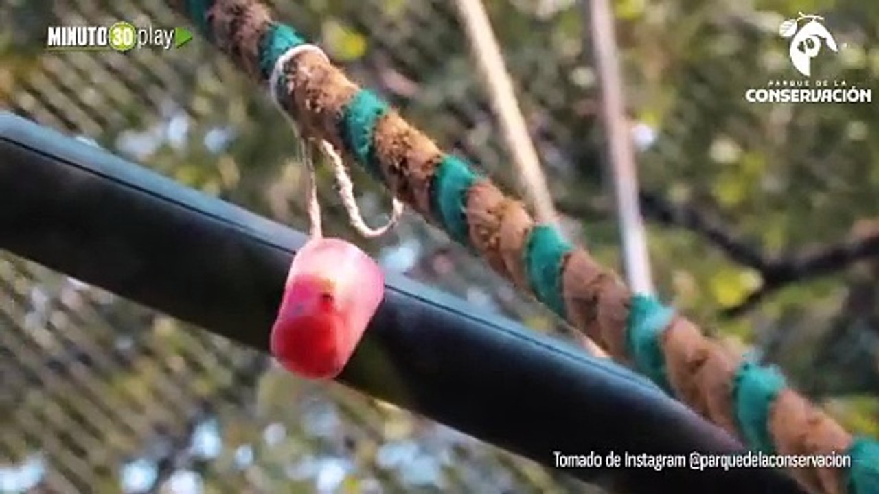 Protegiendo a los animales silvestres Medidas del Parque de la Conservación ante la ola de calor