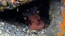 Peacock Mantis Shrimp Takes Care of Eggs