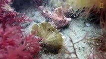 Descubren en Tasmania una nueva colonia de peces con «manos» _ National Geographic en Español