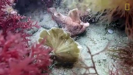 Descubren en Tasmania una nueva colonia de peces con «manos» _ National Geographic en Español