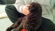Our black toy poodle is very spoiled