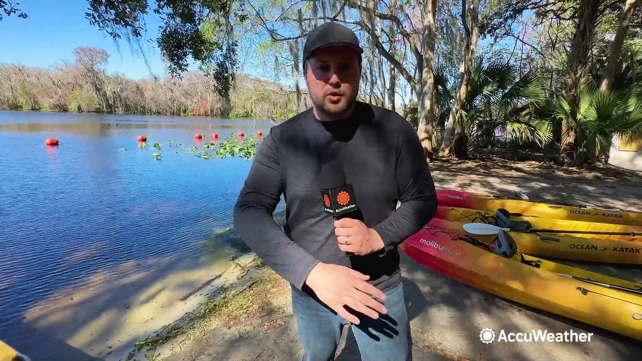 Manatees making a rebound in central Florida