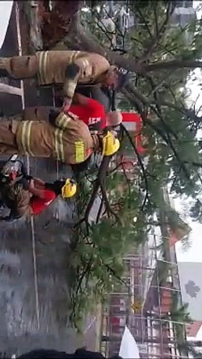 Durante tempestade árvore cai em cima de carro no Sudoeste