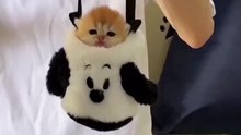 cute baby kitten